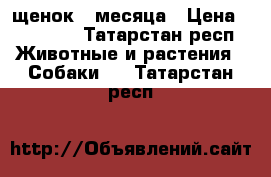 щенок 2 месяца › Цена ­ 15 000 - Татарстан респ. Животные и растения » Собаки   . Татарстан респ.
